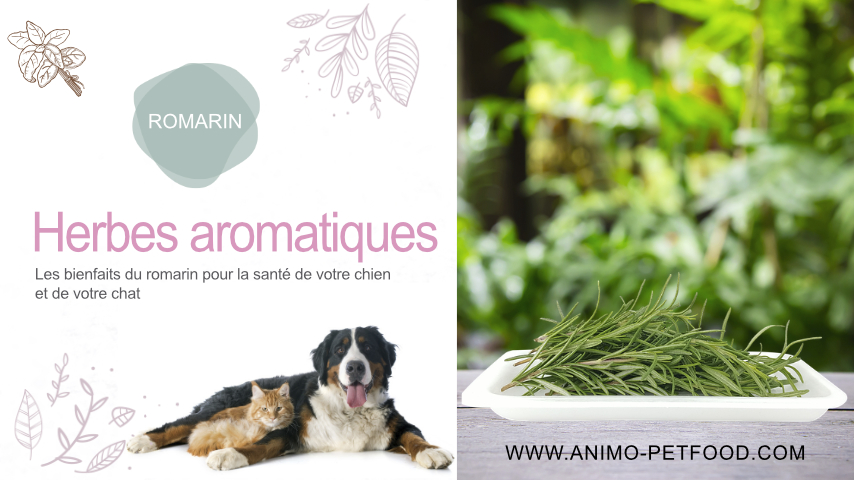 bienfaits naturels du romarin pour les chiens et les chats 
